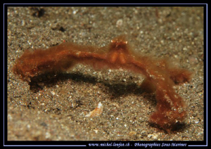"Hey - you've got a problem???" The Mike Tyson Crab of Le... by Michel Lonfat 